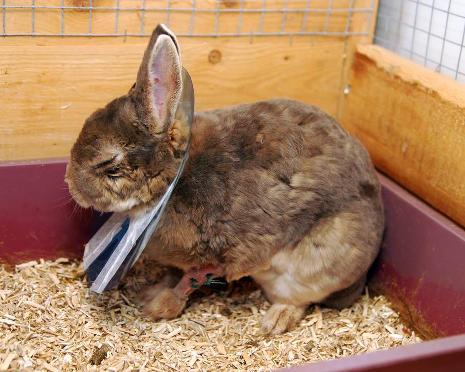 jage vulkansk Theseus Symptomer på sygdom og plager hos kaniner — Den store kaninboka