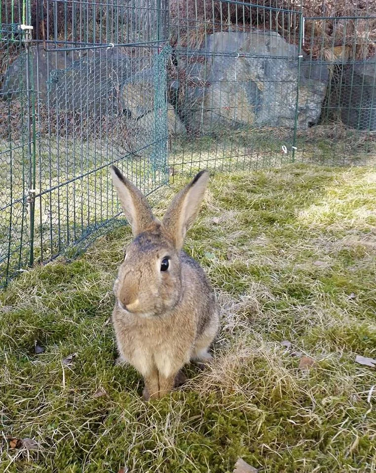 Hei og takk for at dere reddet meg og Betty