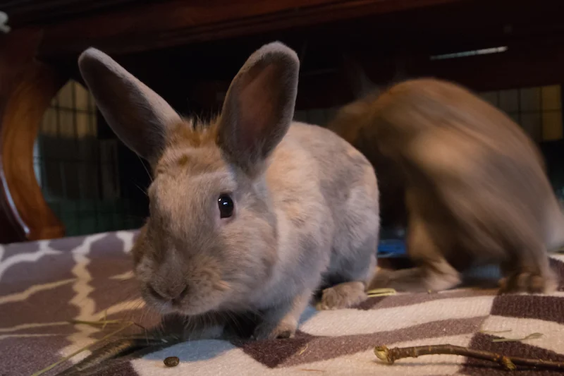 Marit er nysgjerrig og kvikk