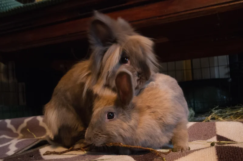Robert og Marit er veldig glade i hverandre