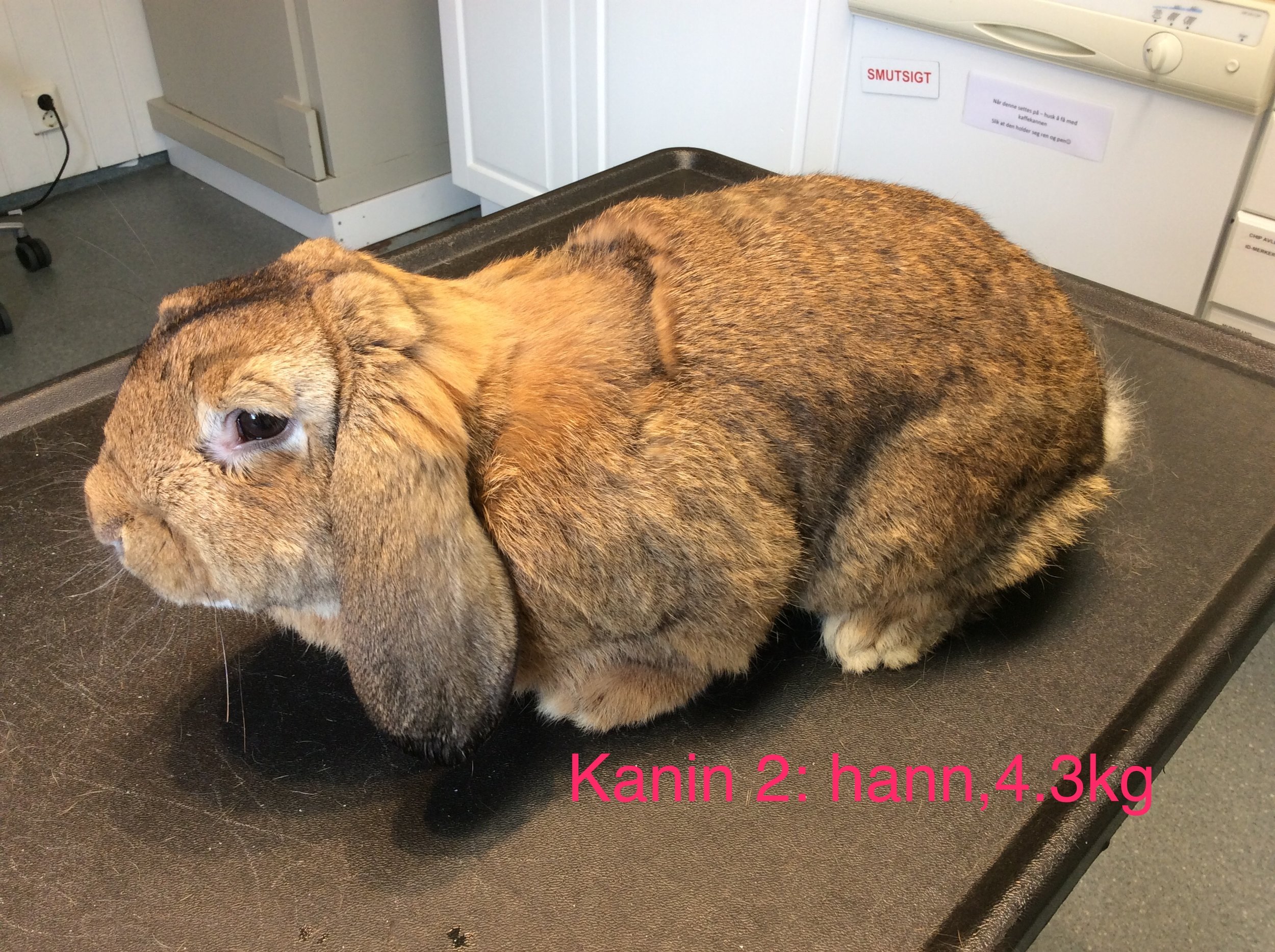 Bjørn Bergen 4.3 kg Hannkanin