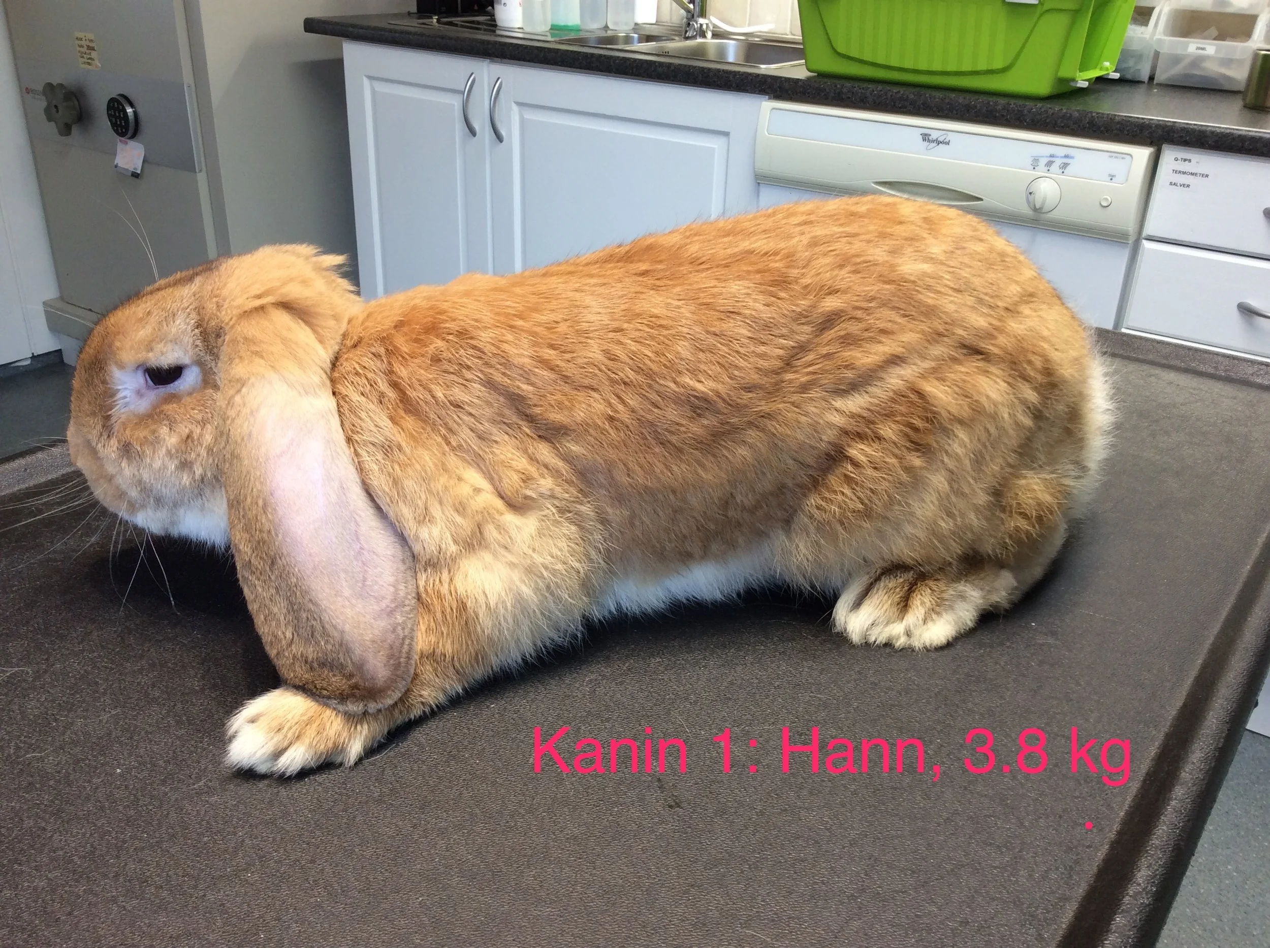 Bamse Bergen 3.8 kg Hannkanin