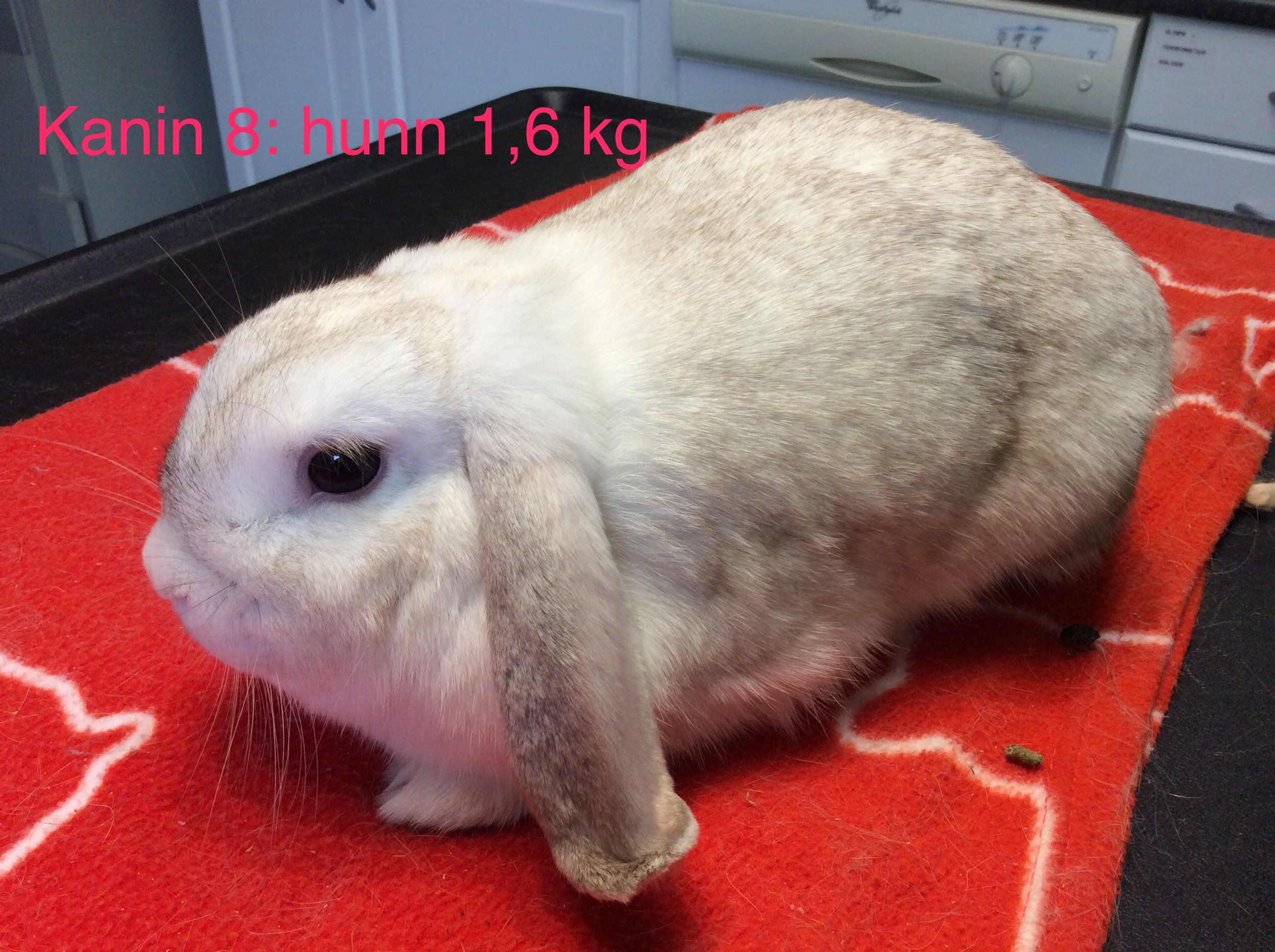 Bie Bergen 1. 6 kg Hunnkanin. Omplasseres med venninnen Bever 