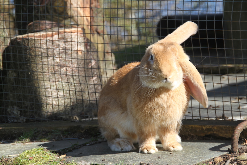 Bamse