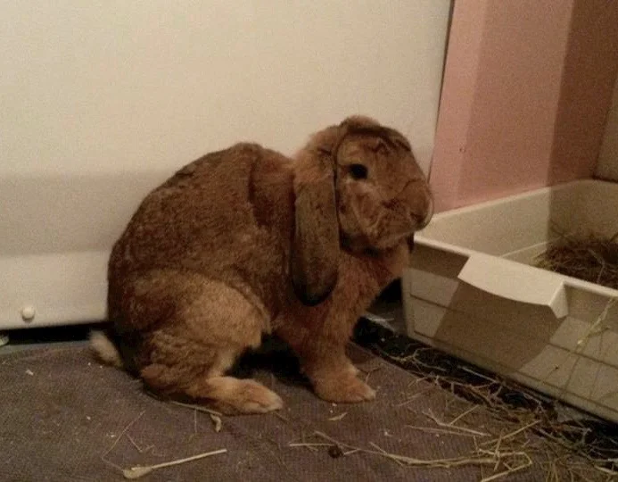 Bjørn 