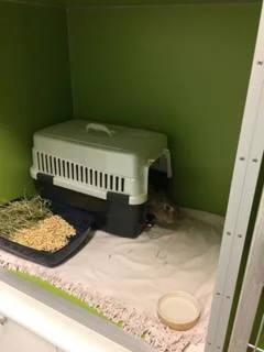 Fin oppstalling av kaniner på klinikken. 