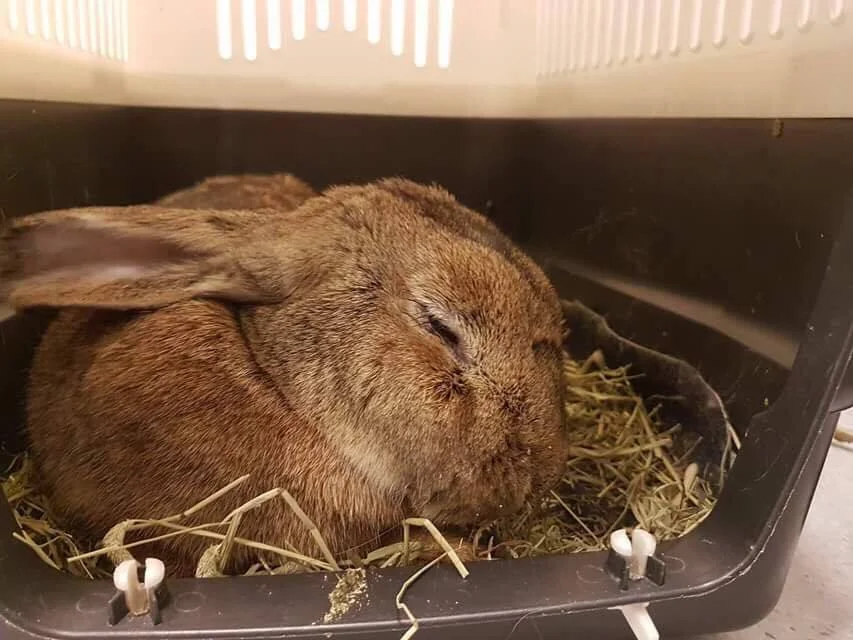 Hviler etter inngrepet. Hun var på klinikken til hun var kvikk og våken og hadde spist.