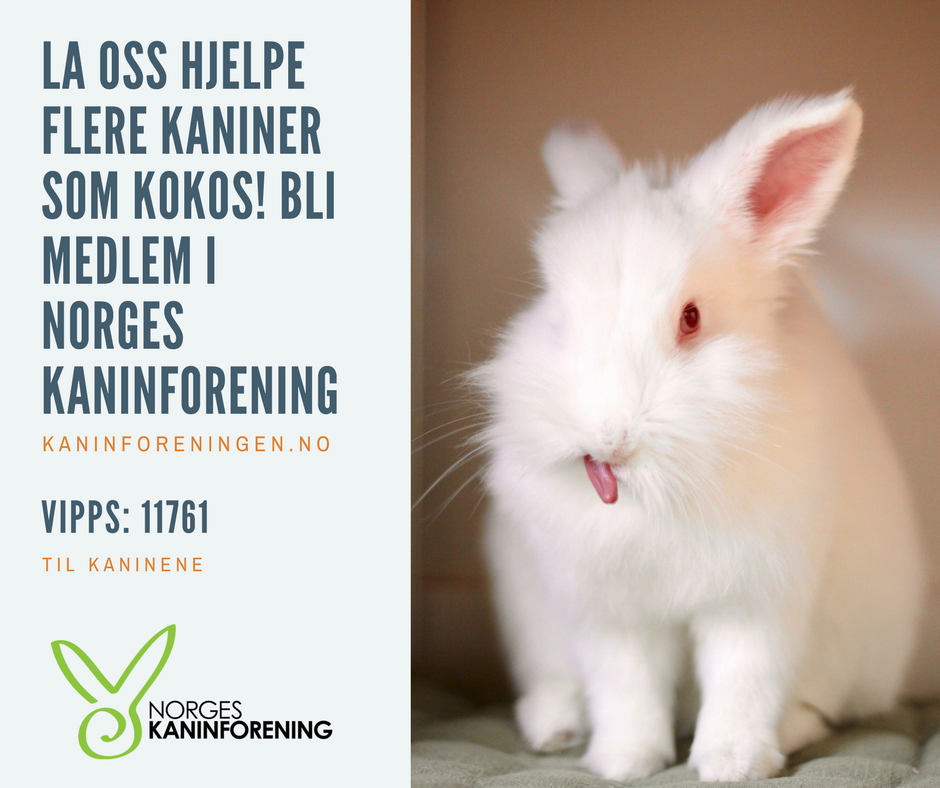 kaninforening.jpg