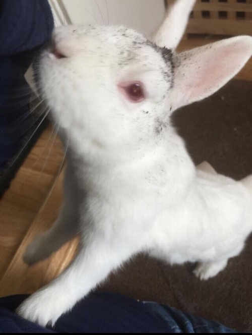 Ronja har bøllet litt ute i hagen