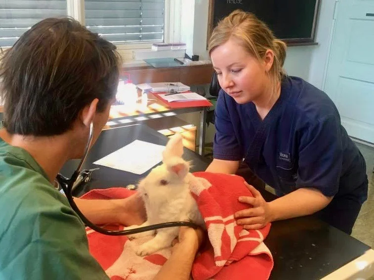 Veterinær og dyrepleier undersøker Kokos