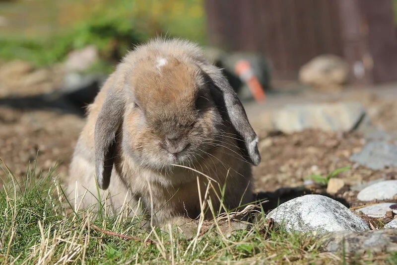 En pause fra siestaen