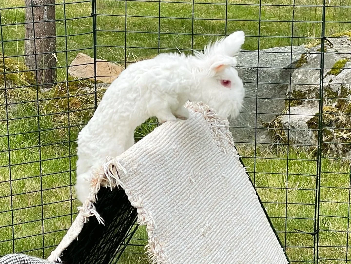 Kaninhopping