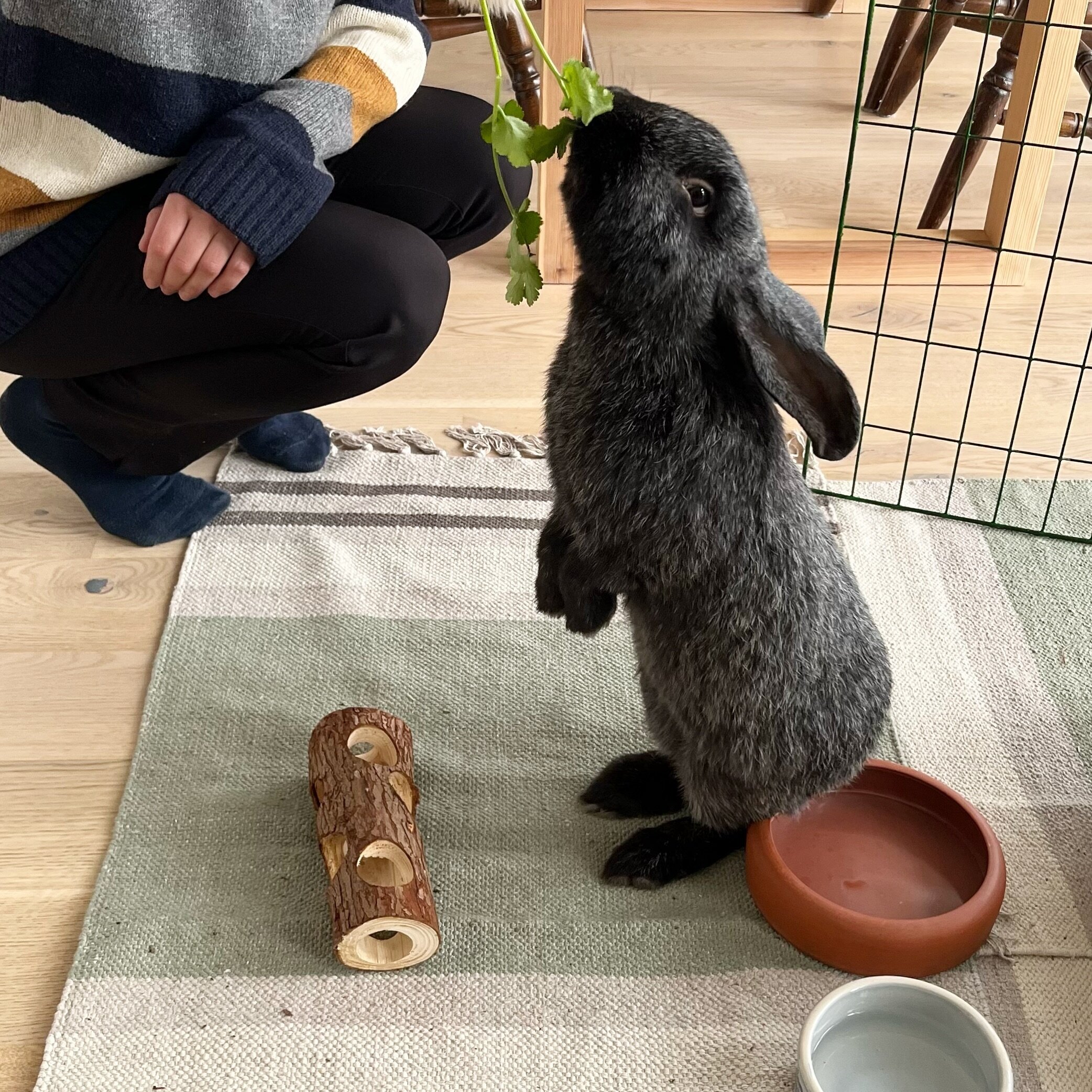 Elton trener og kommer deg dag for dag. Fostermor er s&aring; fin med ham og ser fremskritt. ❤️ @dyrebeskyttelsen_oslo