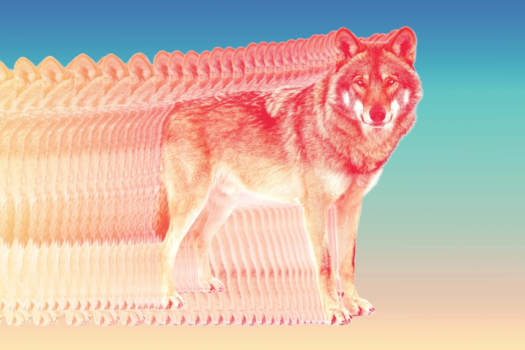 How can conservation backfire? Look at gray wolves. - The Washington Post