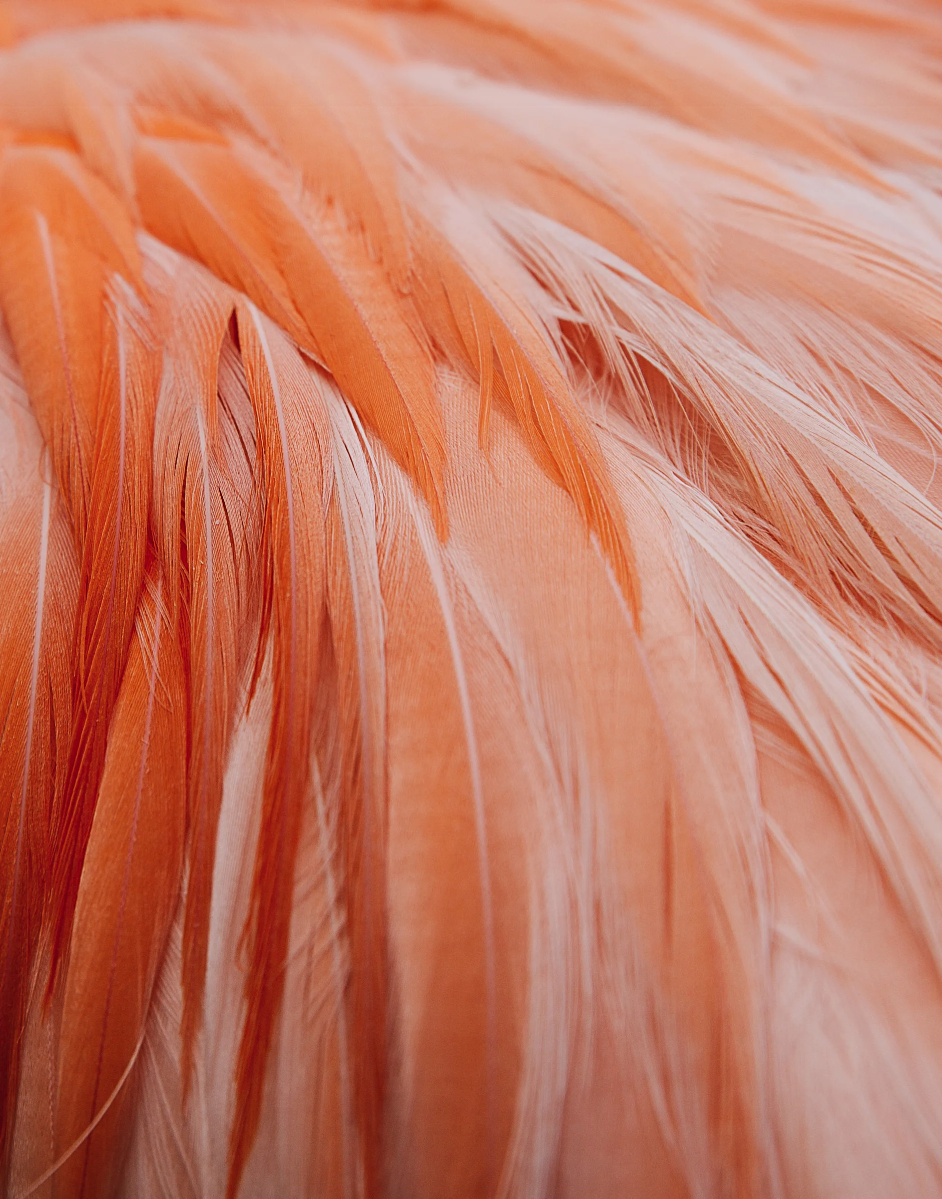 Flamingos-09.jpg