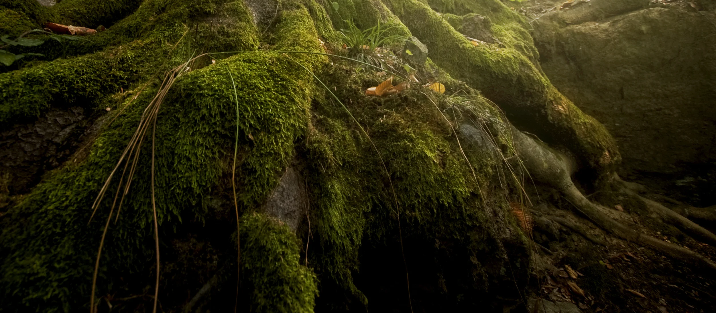 roots_01.jpg