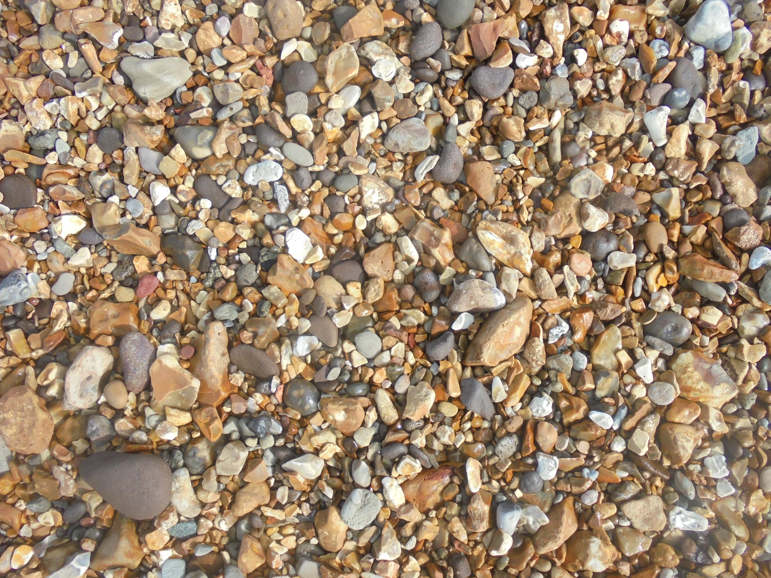Spot the Bone!
