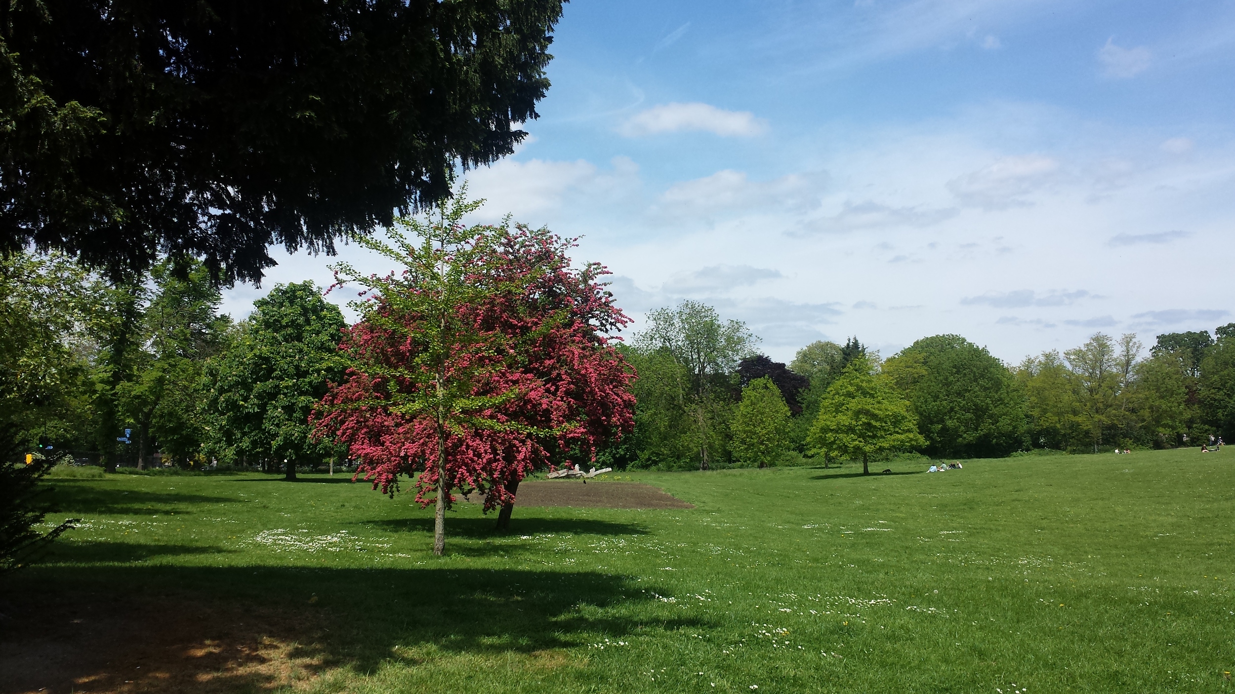  The main area is present in the west of the central area. The woodland consists of mature native trees including ash, oak and crack willow. There are also obviously planted non-native trees including Persian ironwood and balsam poplar. Ornamental tr