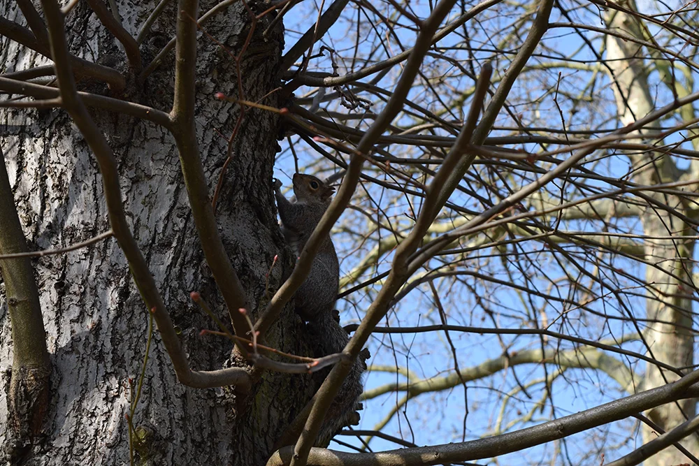 There is an abundance of wildlife to be found within the Park, especially in the woodland areas. The most plentiful being foxes and squirrels.