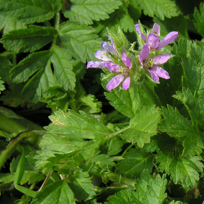 The nationally scarce musk stork's bill Erodium moschatum occurs in the short turf in the northern end of Peckham Rye Common.