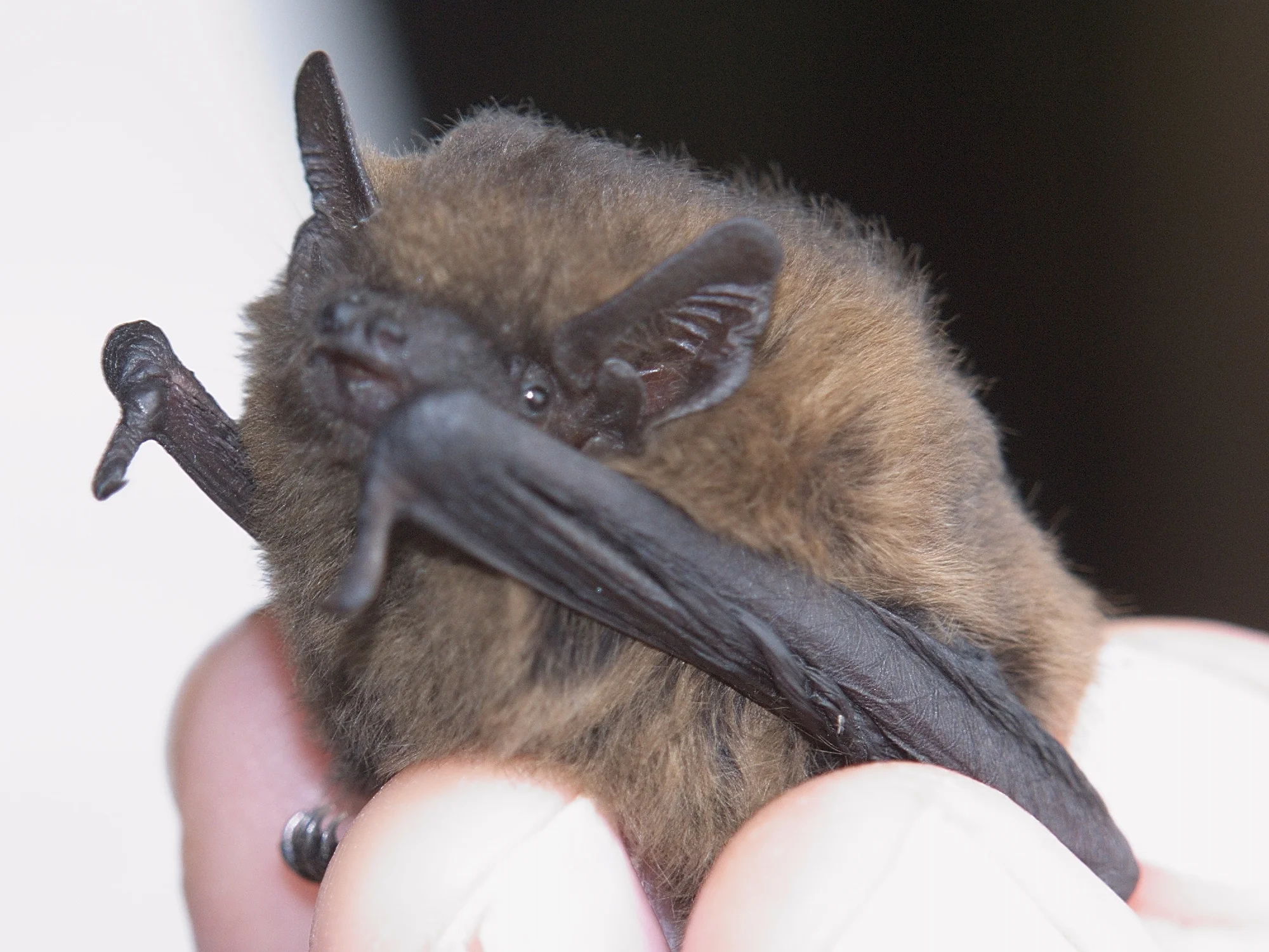 Bats Unidentified pipistrelles Pipistrellus sp(p).