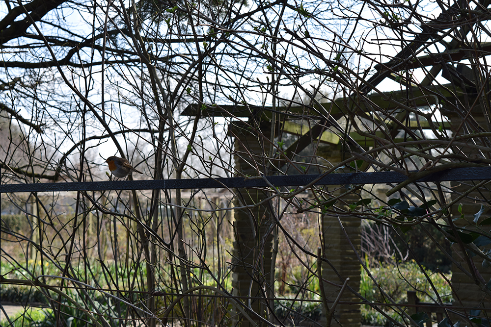  Birds  There are many birds to be found in the woodland area including species of tit, nuthatch, blackbird, greater spotted woodpecker and song thrush. Substantial flocks of herring gull visit the Park and the Common during the winter months. 