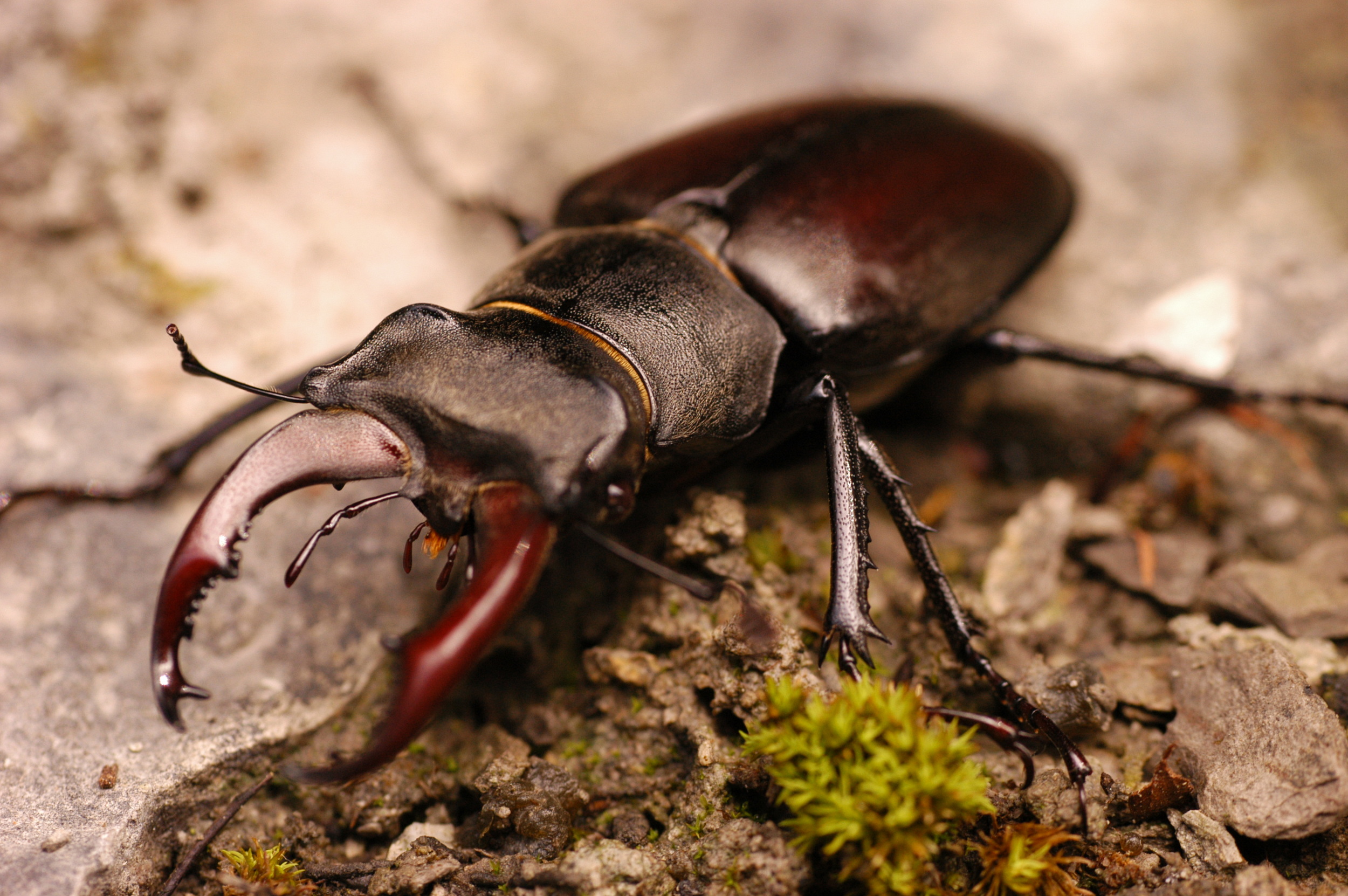  Invertebrates  The stag beetle  Lucanus cervus &nbsp;has been recorded. The stag beetle is Britain's largest terrestrial beetle- between 5cm and 8cm in length. A nationally scarce and globally threatened species, it is protected under the Wildlife a