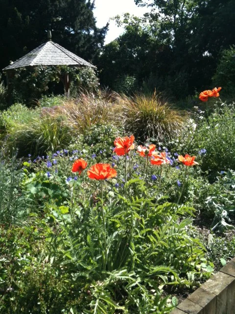 The Community Wildlife Garden