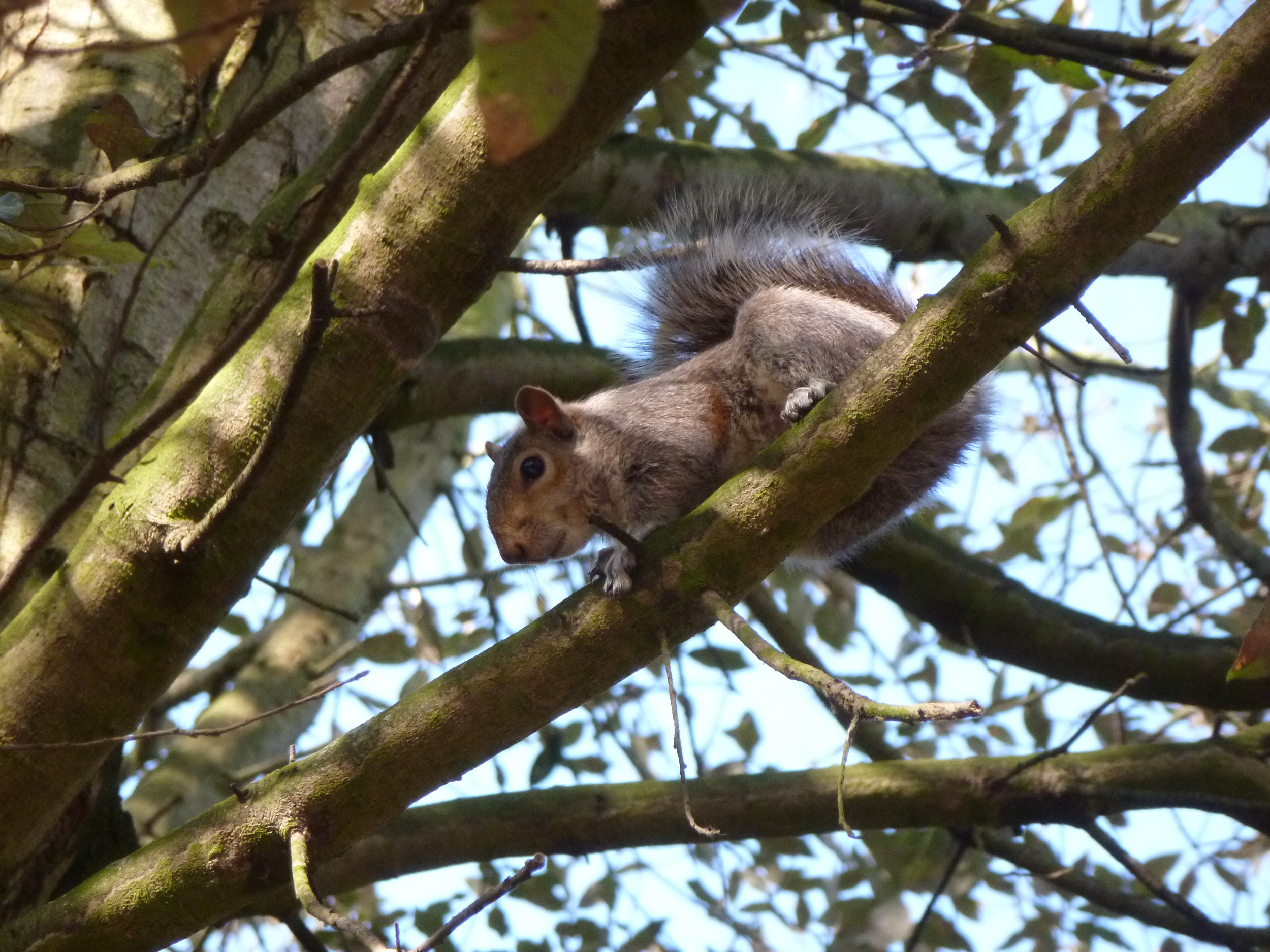  This squirrel is called Sammy. He's a bad squirrel, very bad. 