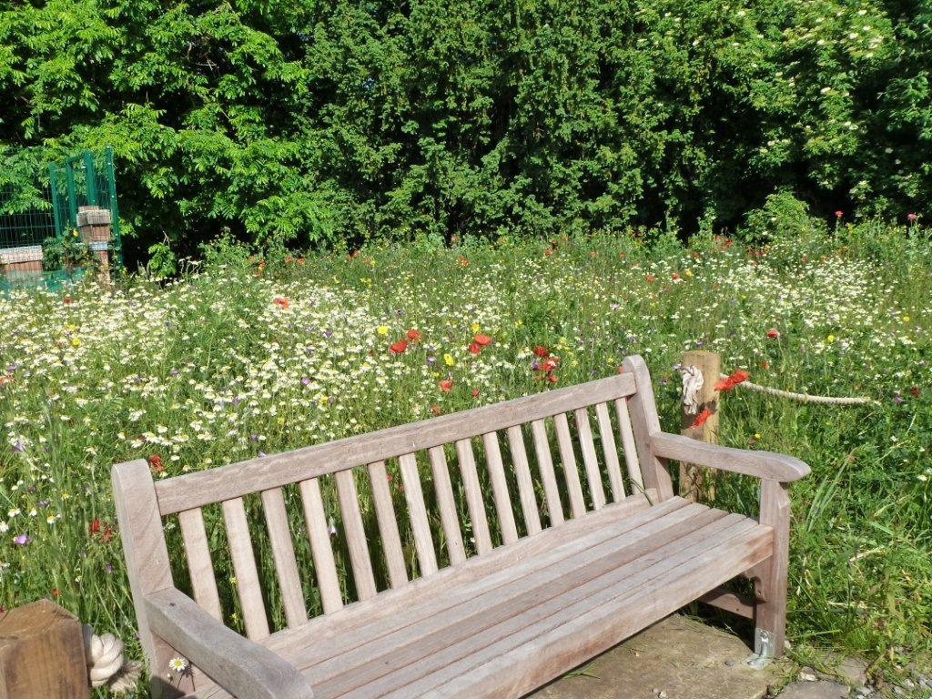  The meadows are an important habitat for invertebrates and birds. Most are sown with a mixture of native and non native wildflowers. This helps to provide forage for pollinators such as bees. 