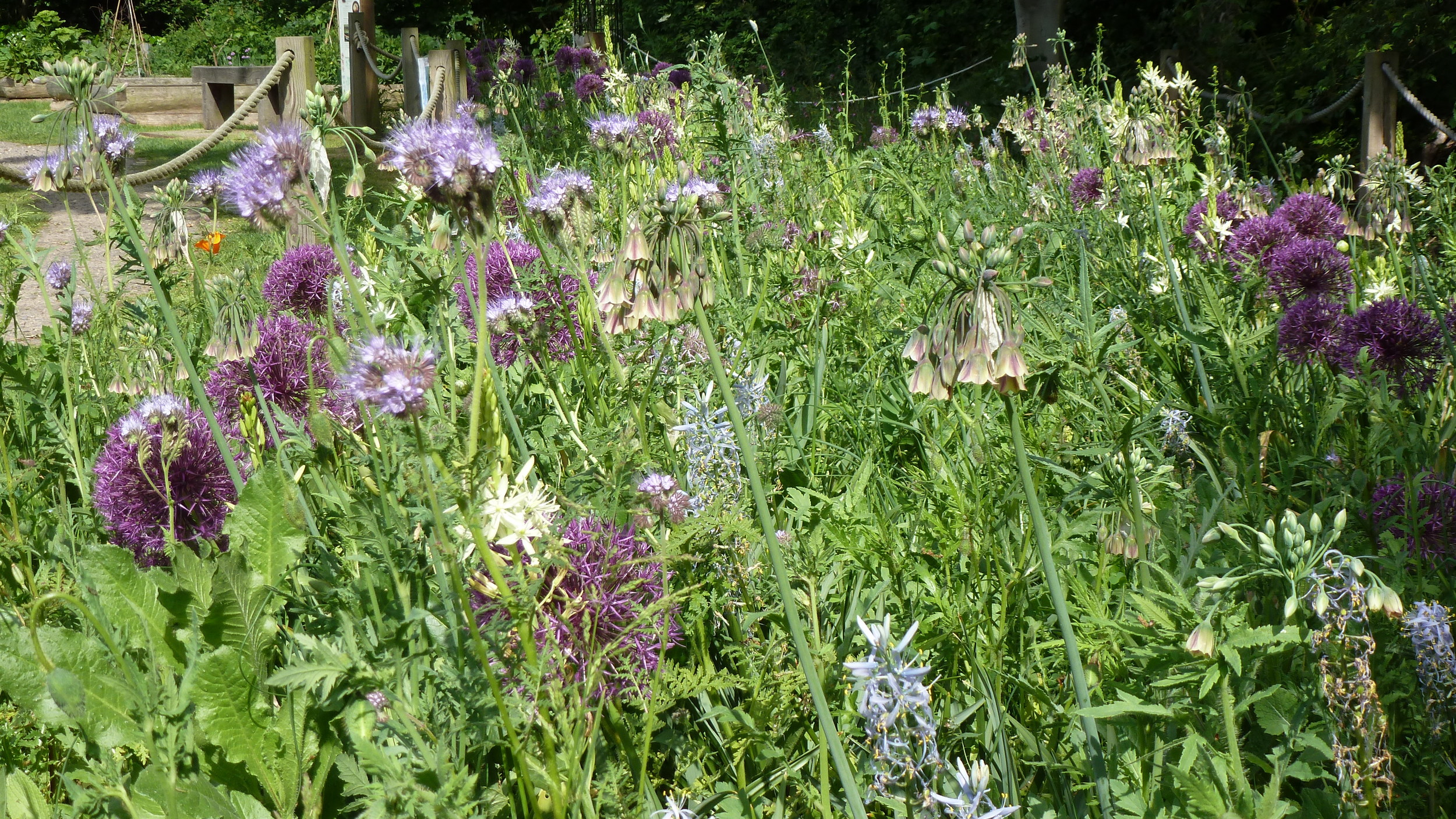 Community Wildlife Garden