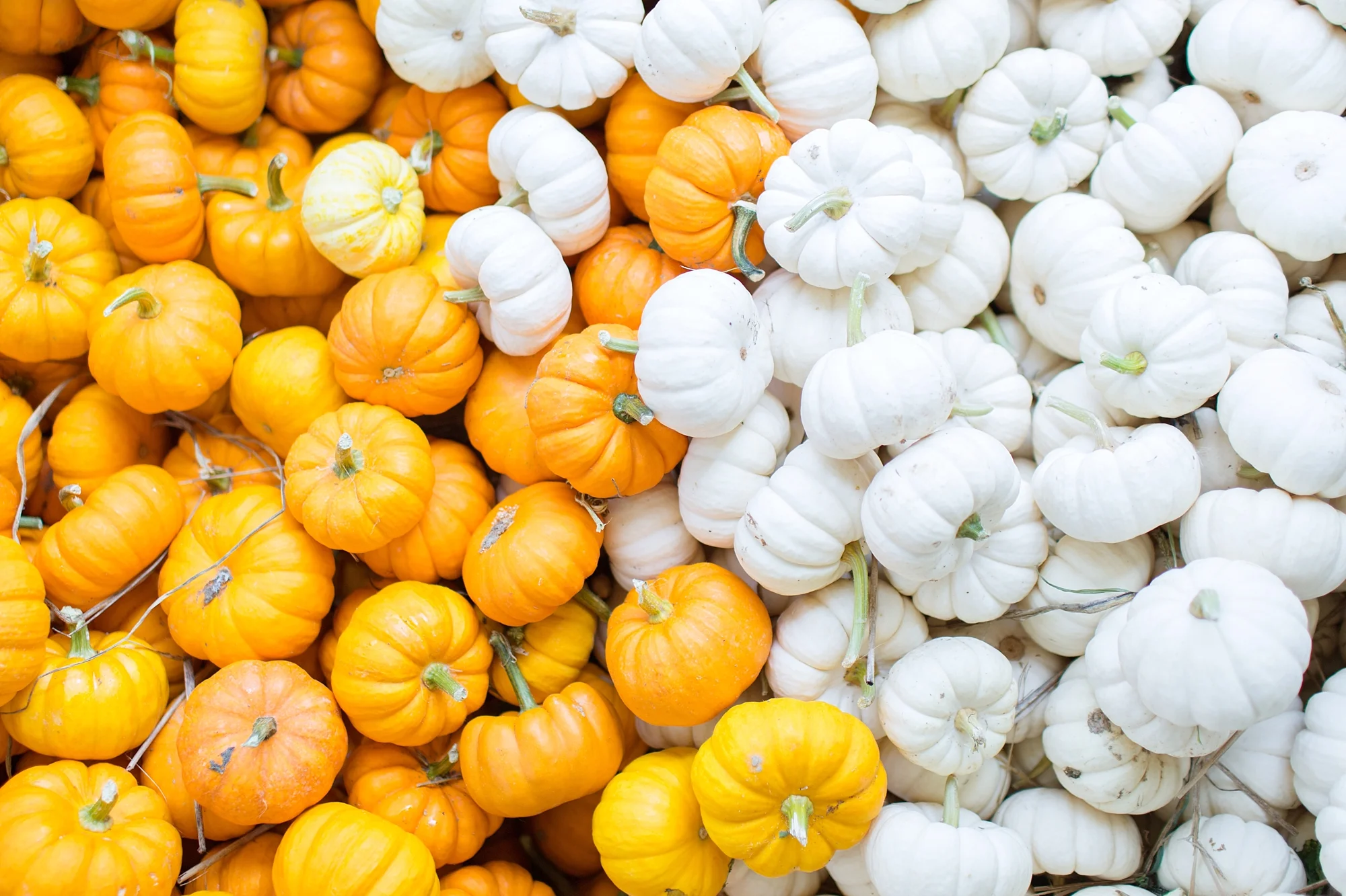 Pumpkin Patch {Rodgers' Farm Corn Maze in MD}