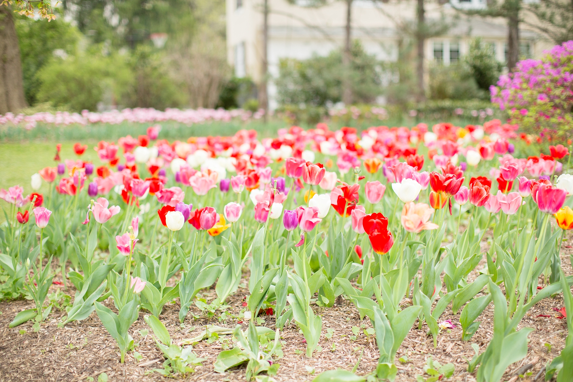 Sherwood Gardens-14_anna grace photography maryland family photographer sherwood gardens photo.jpg