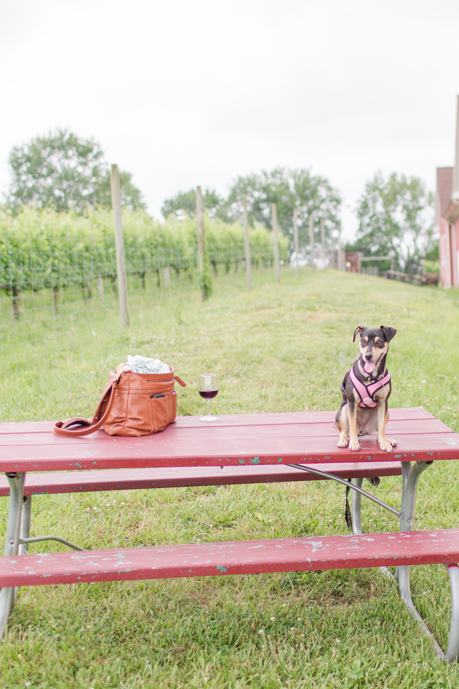  We tied Zoe's leash to the bottom of the picnic table and when we came back she was up here! So cute! 