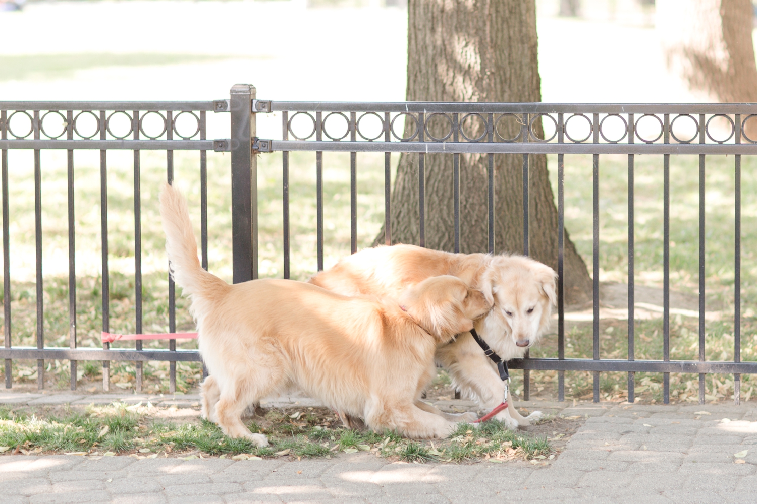  The pups had a big time playing while we were taking pictures! 