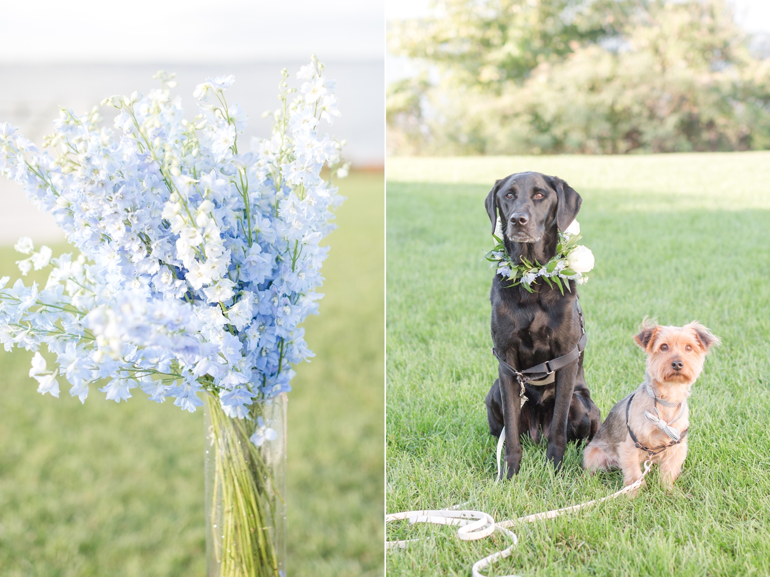  The pups were ready for the Ceremony! 