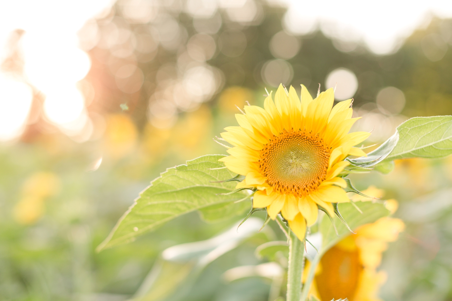 Jessica & Leo Engagement-88_Maryland-Agricultural-Resource-Center-engagement-photographer-anna-grace-photography-photo.jpg