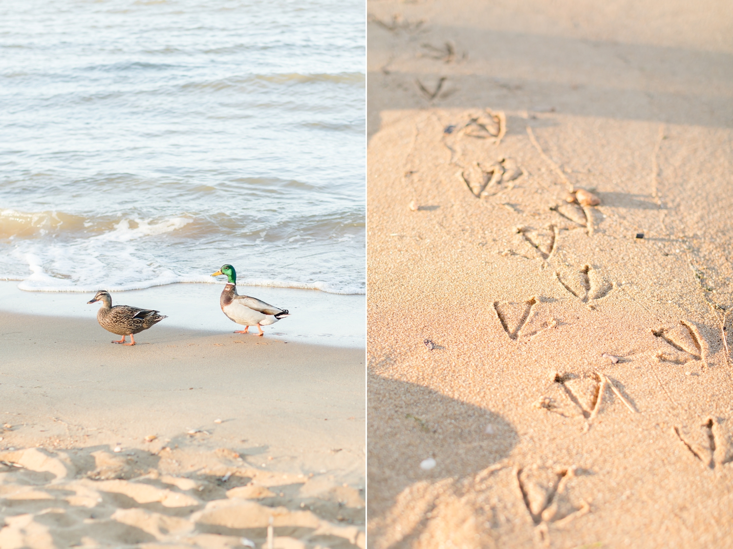  These sweet little ducks were following us around during the entire shoot! So cute.  