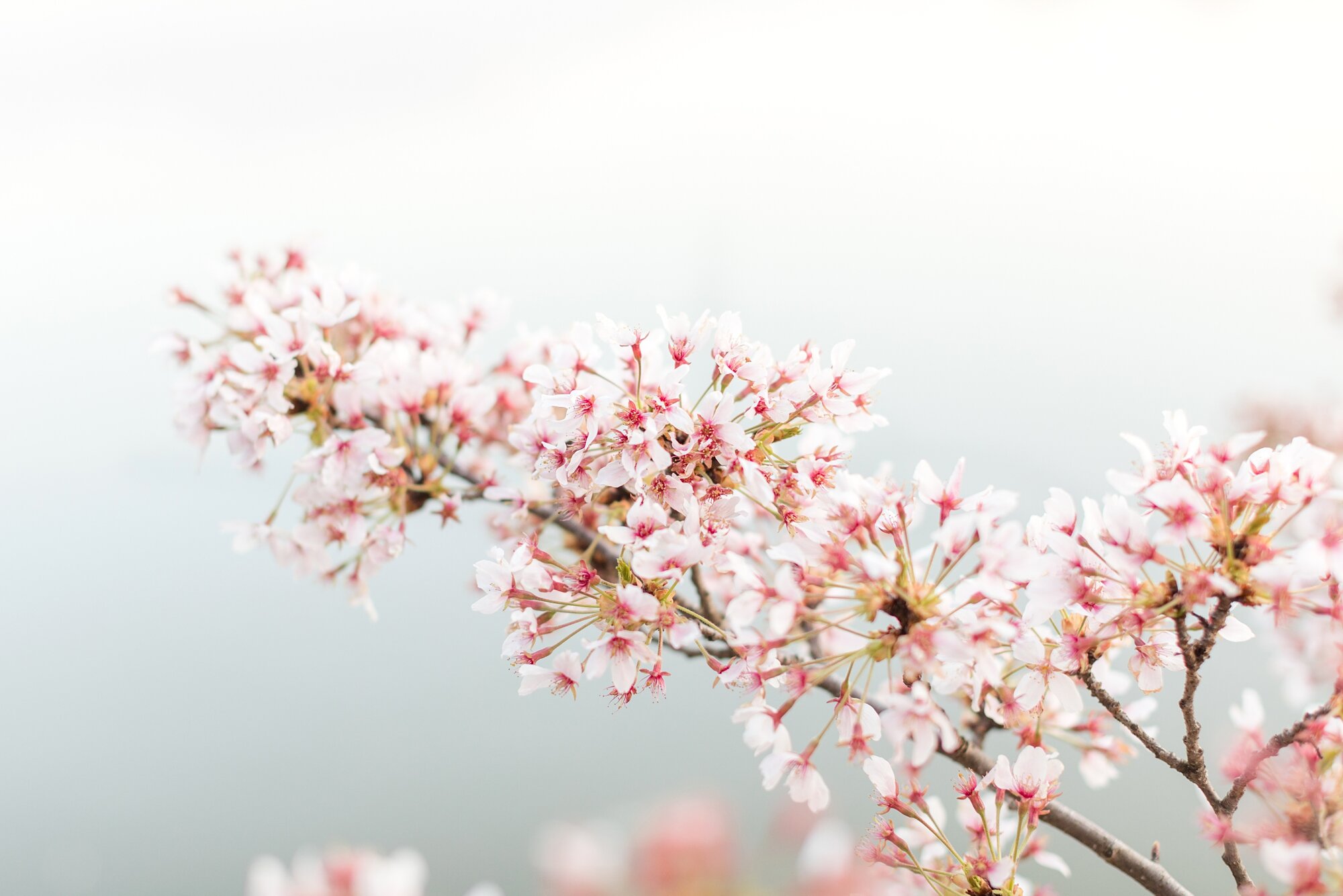 Parissa and Kasra Engagement-24_Washington-DC-cherry-blossom-engagement-photographer-anna-grace-photography.jpg