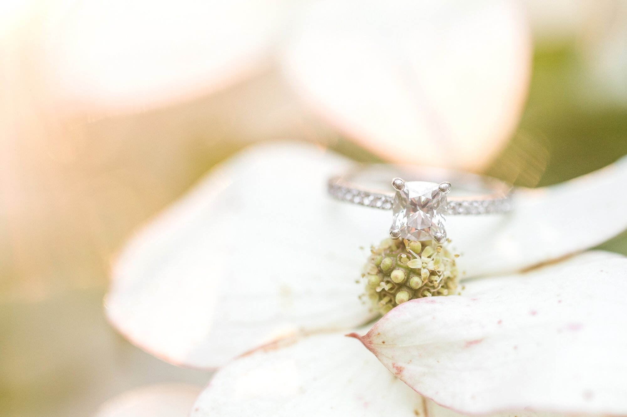 Emily & Brad Engagement-57_Maryland-enagement-wedding-Brookside-Gardens-photographer-anna-grace-photography.jpg