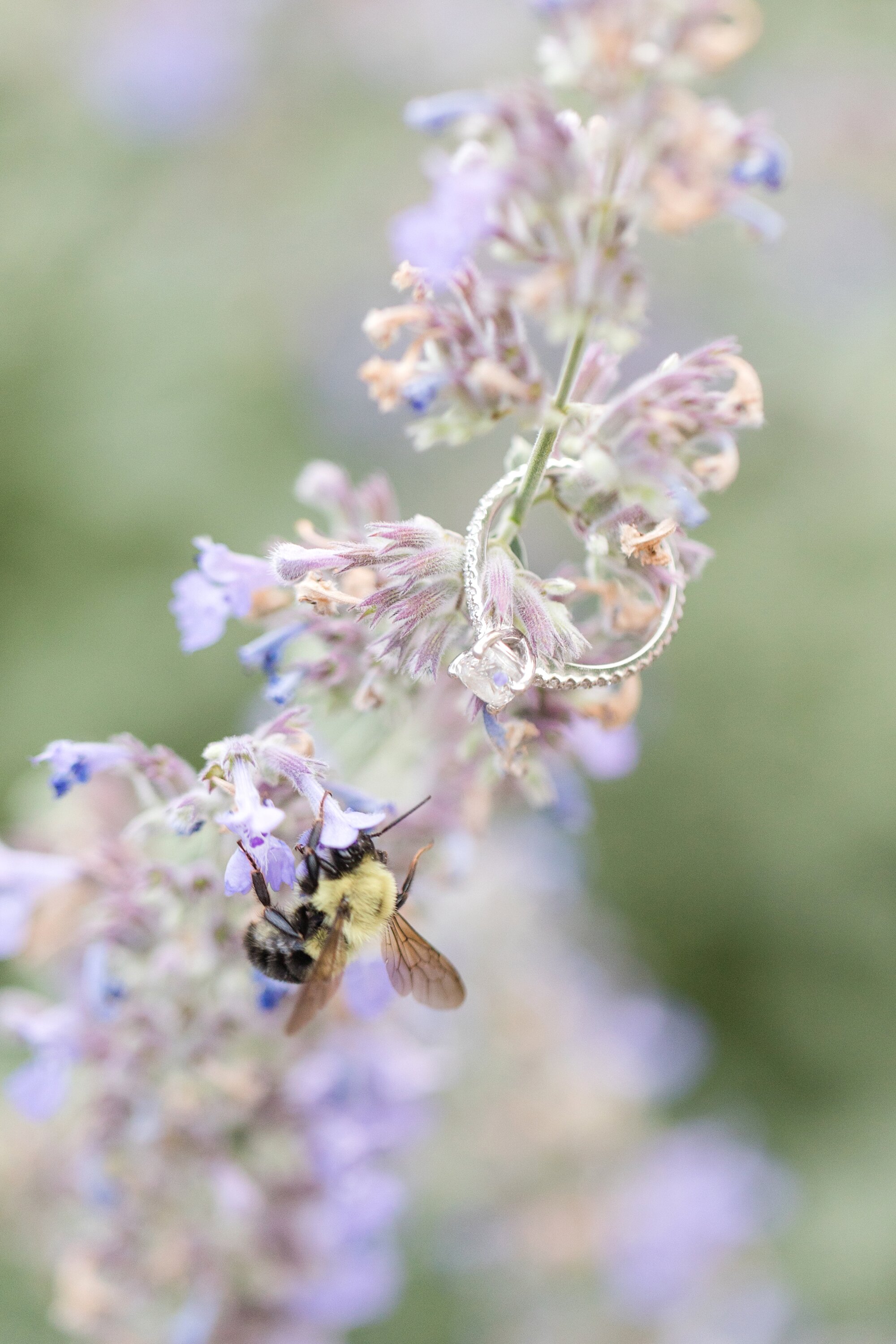  Photobomb by a bee! 