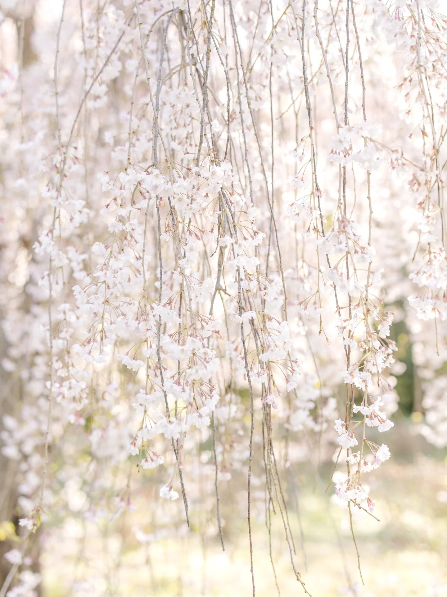 Growth doesn&rsquo;t have to be loud to be powerful. 

I love Spring and all that it represents with changing seasons, growth, and new beginnings. The blooms are also gorgeous! 

I am headed to Maryland to capture some wonderful past clients while al