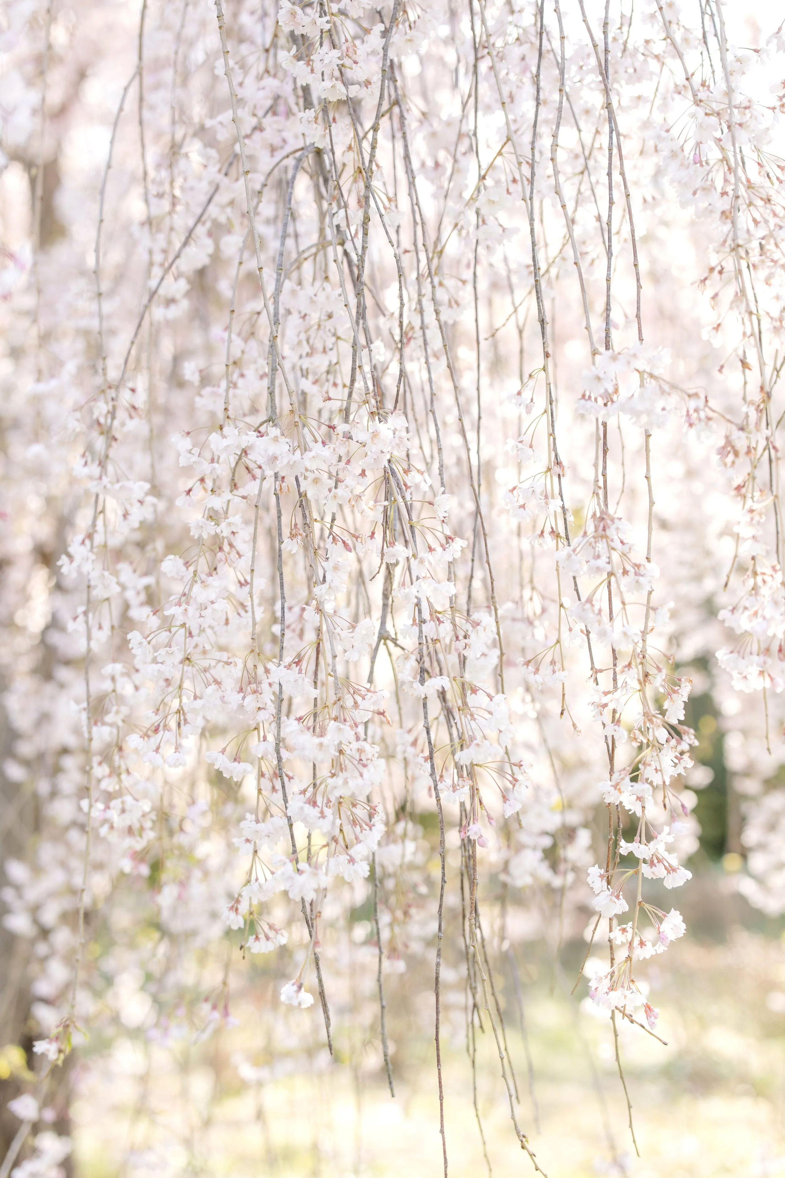 Ralegh Family Photographer.jpg