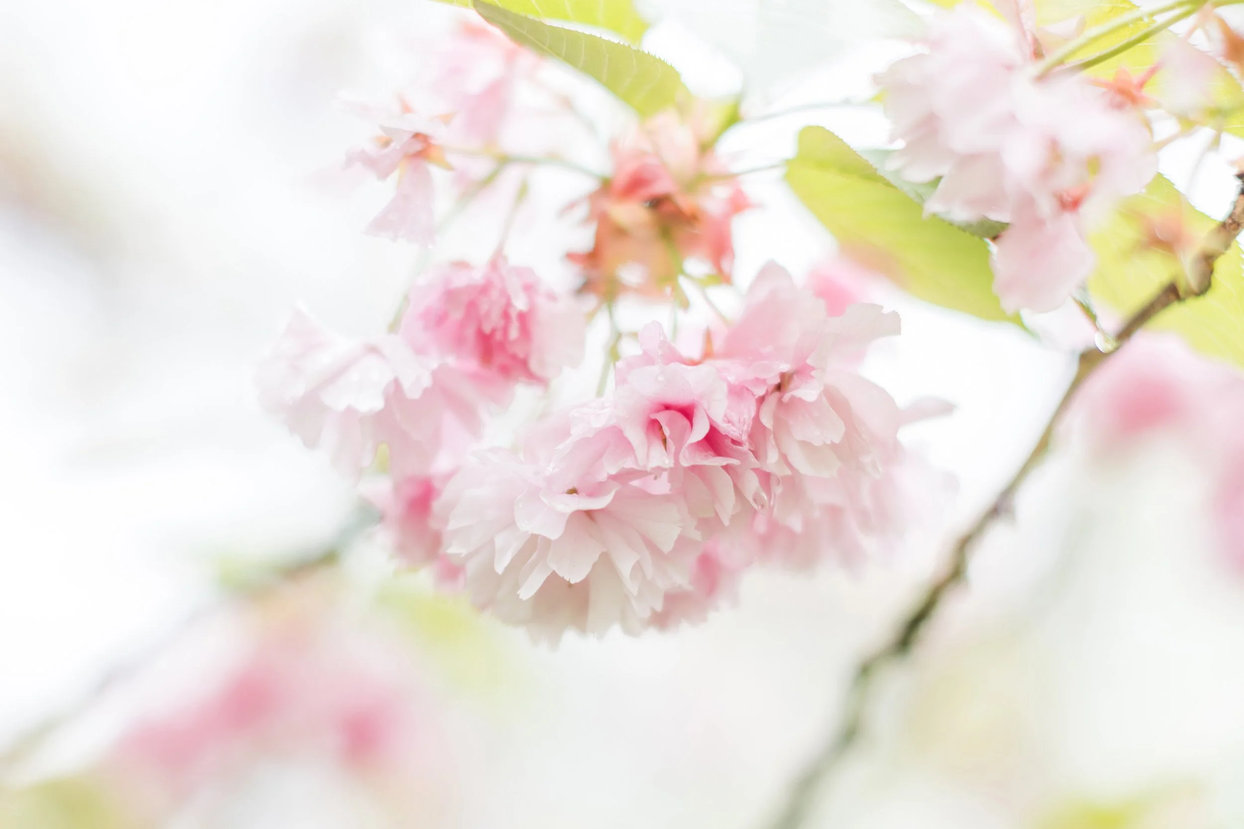 Raleigh Family Photographer Spring.jpg