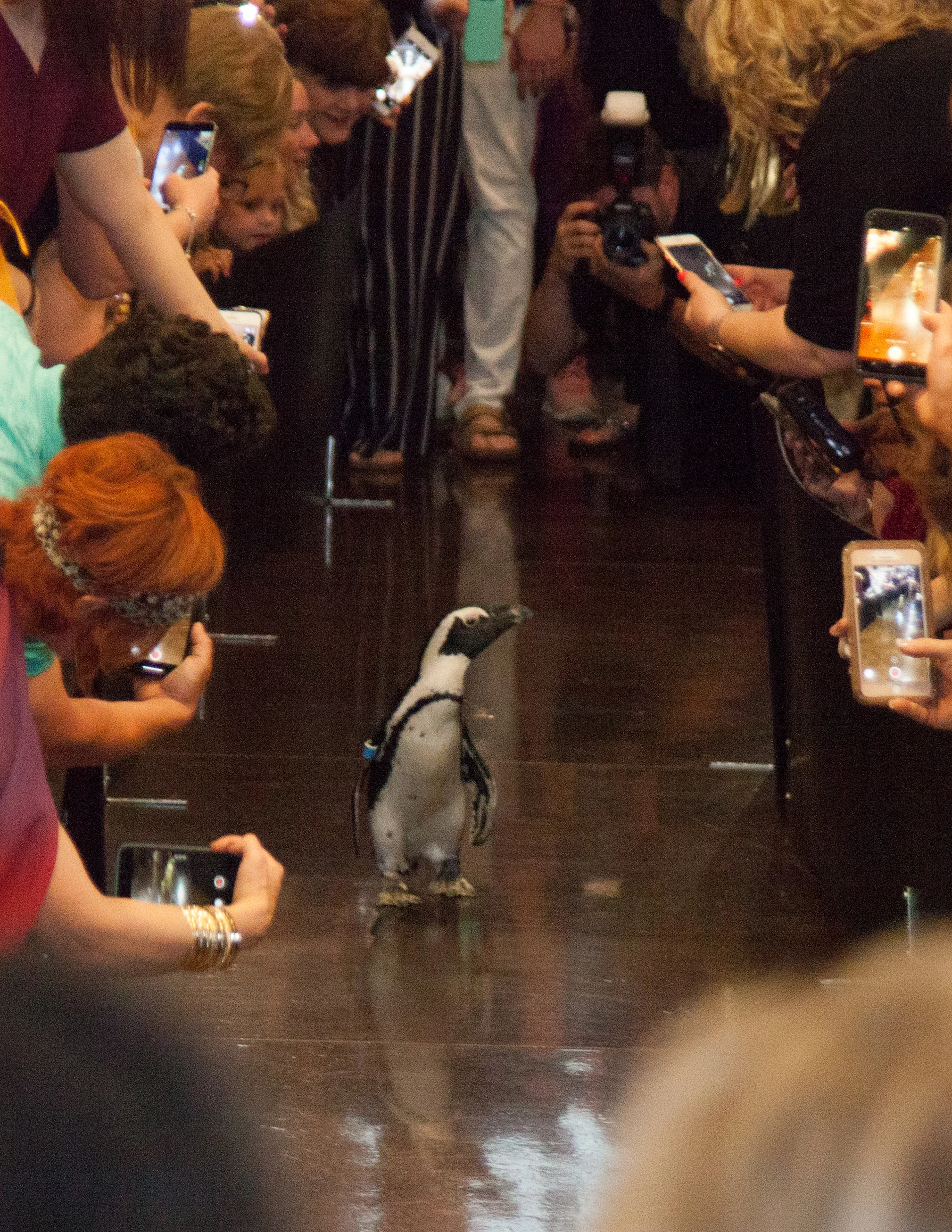 2PENGUINRACE-6.jpg
