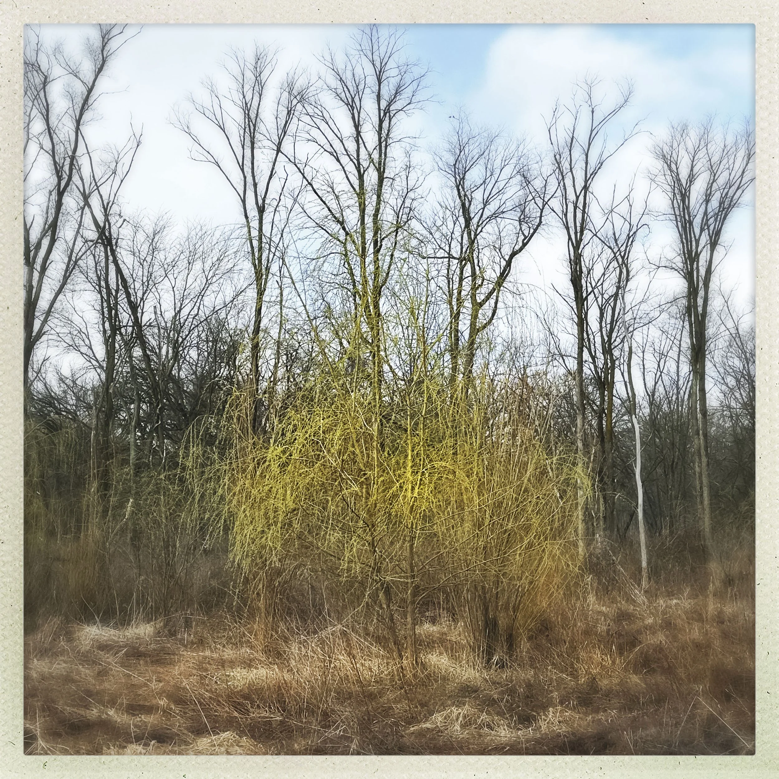 bright yellow wisps.jpg