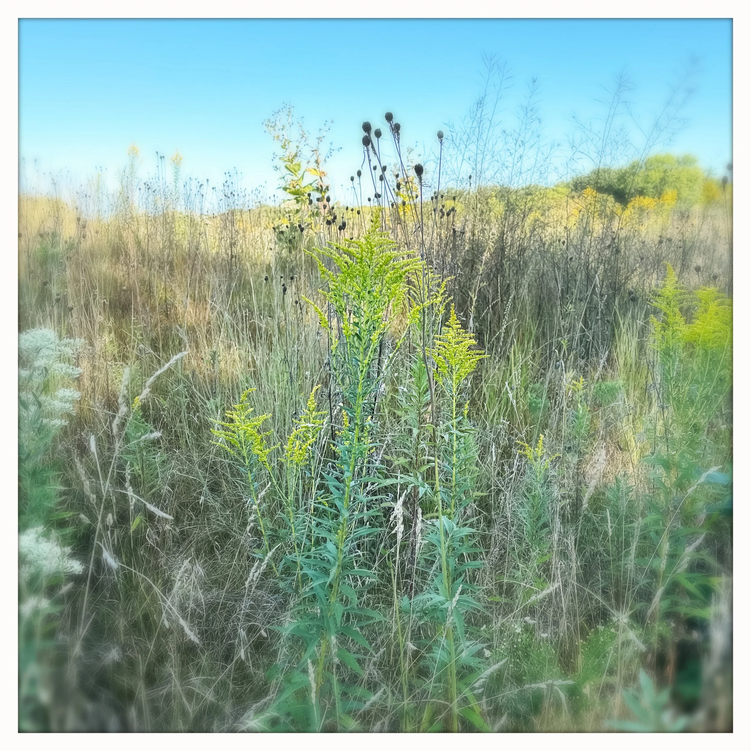 dried flowers.jpg
