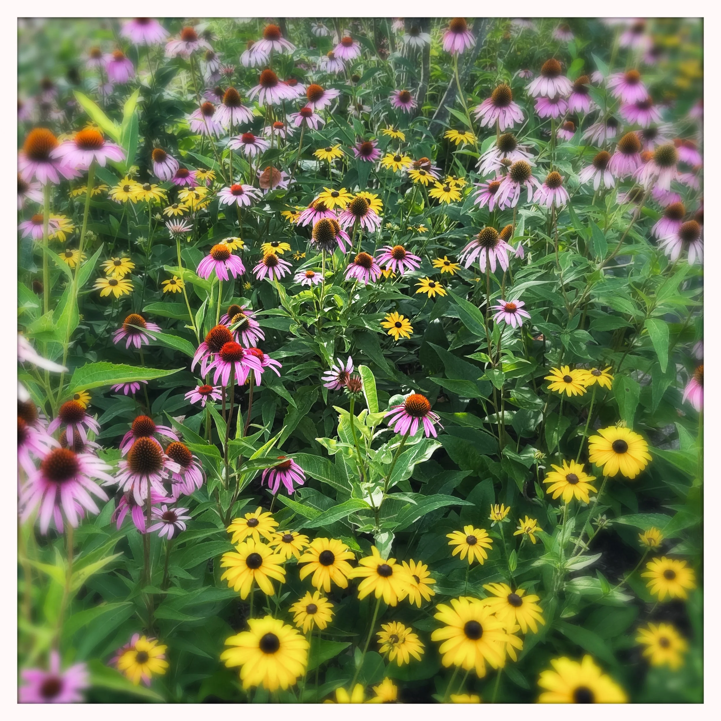 cone flowers and brown eyes.jpg