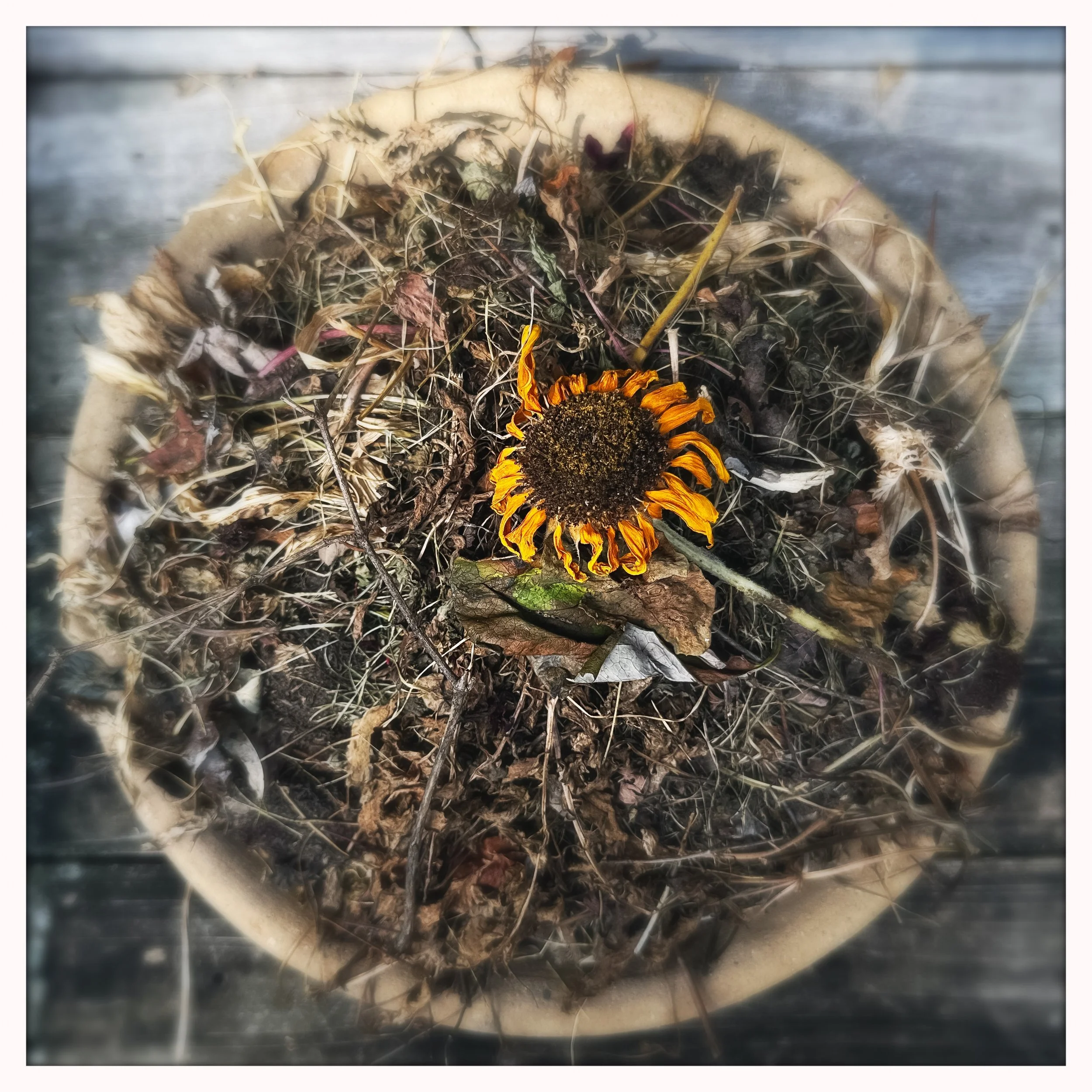 shrivelling sunflower.jpg