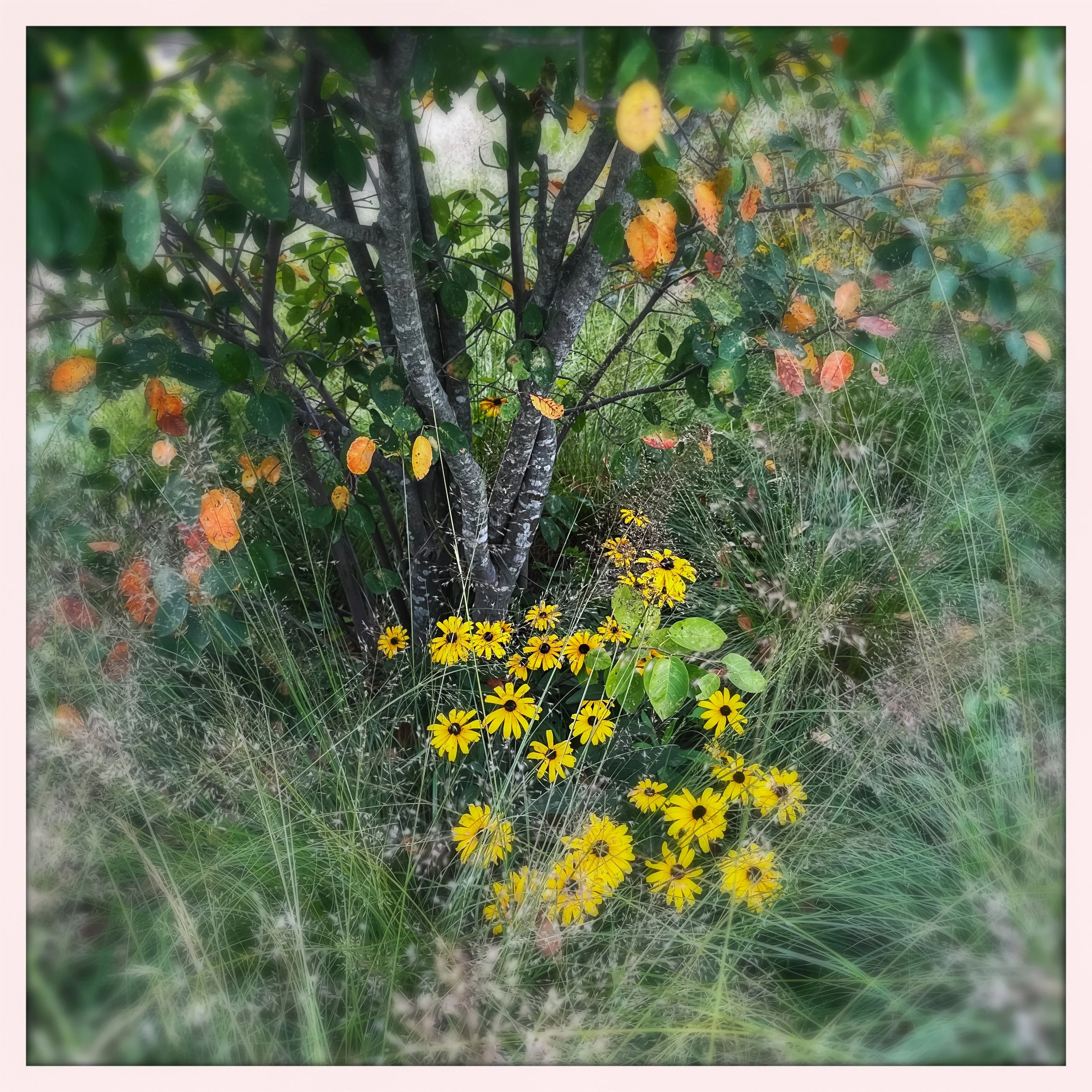 grasses susans and trees.jpg